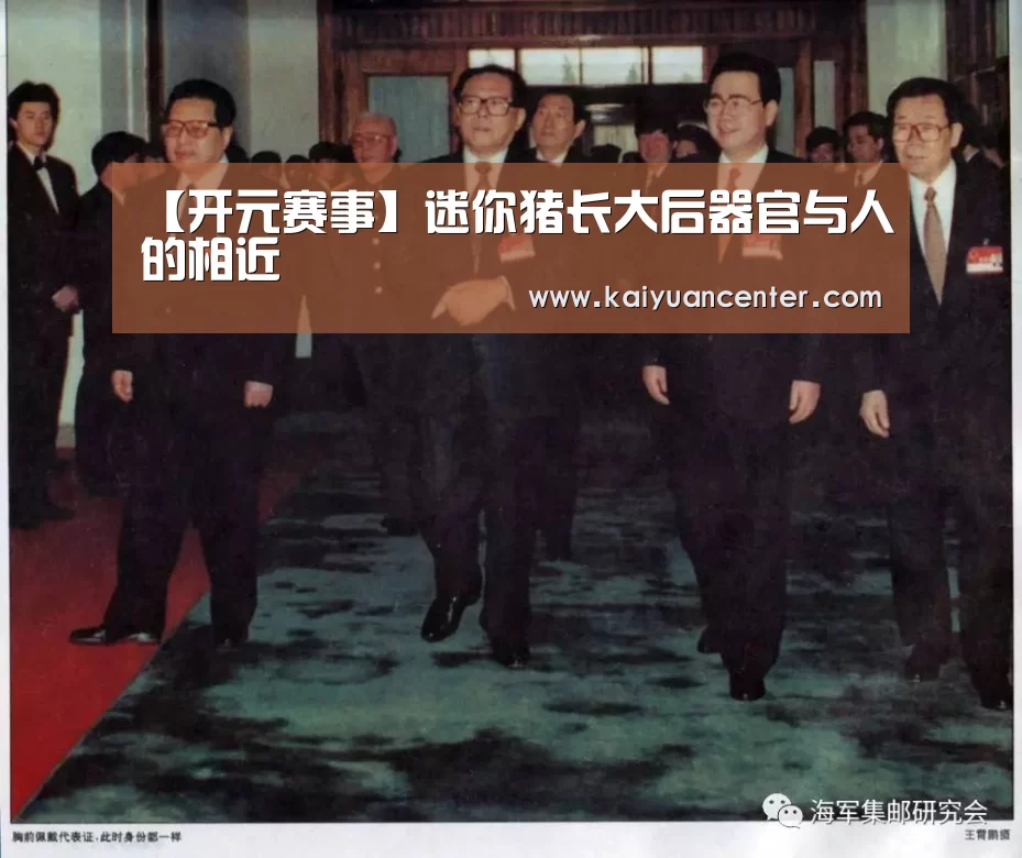 【开元赛事】迷你猪长大后器官与人的相近(图1) 开元官方